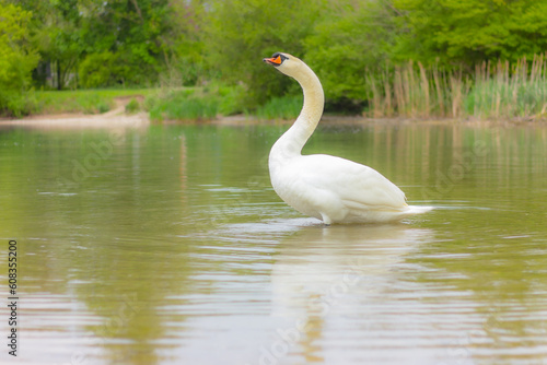 one white swan on lake near the shore. wildlife and birds
