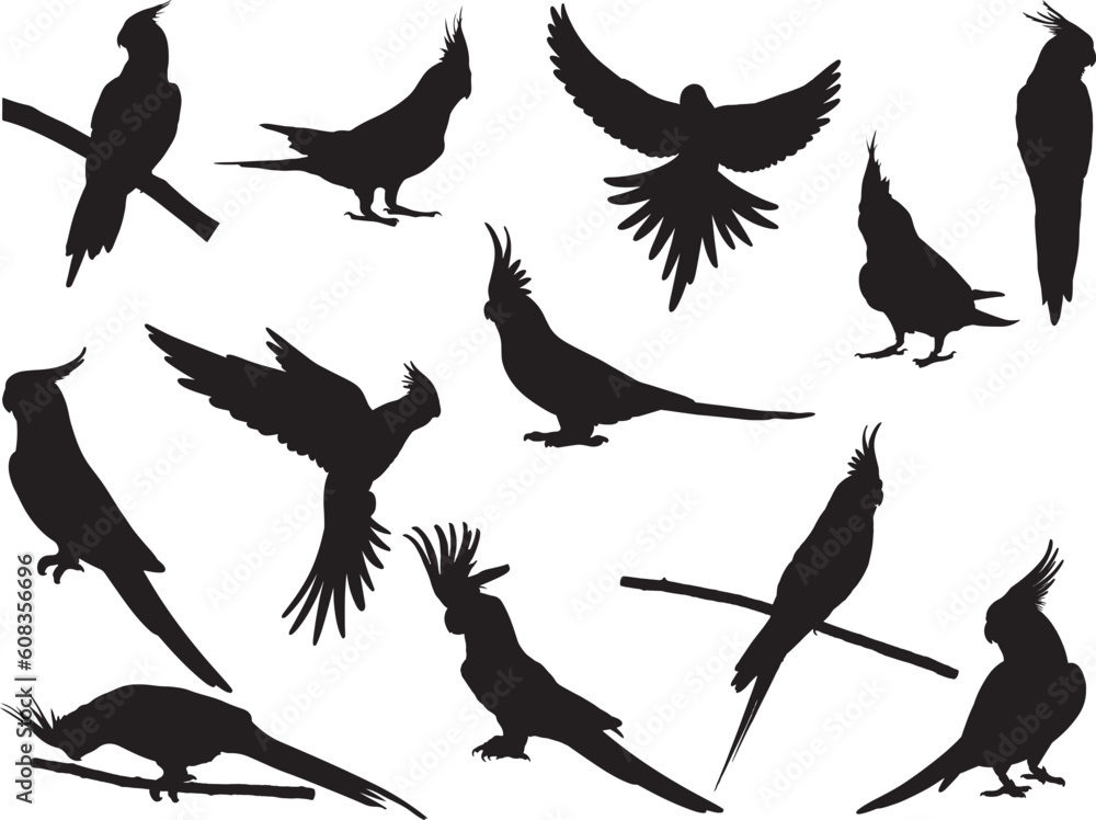 Obraz premium Set of Cockatiel Silhouette, Flying Birds, Parrots