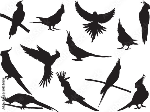 Set of Cockatiel Silhouette, Flying Birds, Parrots