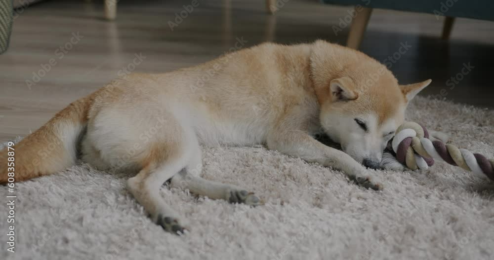 Slow motion of beautiful shiba inu dog sleeping on carpet at home relaxing on floor. Domestic animals and apartment interior concept. Slow motion of beautiful shiba inu dog sleeping on carpet at home relaxing on floor. Domestic animals and apartment interior concept.