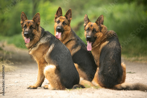 german shepherd dog