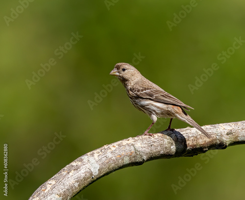 Young female American rosefinch rests on tree branch