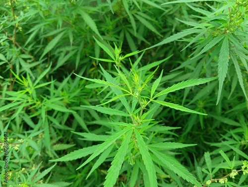 close up of marijuana plant, green weed plant