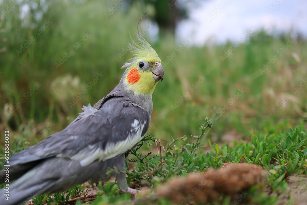 Obraz premium Pet bird.Funny parrot.Pet care. Love to the animals.Care for a pet.Ornithology.Cockatiel parrots pets.Parrot in a harness.The parrot is walking.Cockatiel.Beautiful parrot.Pet care and upbringing.bird