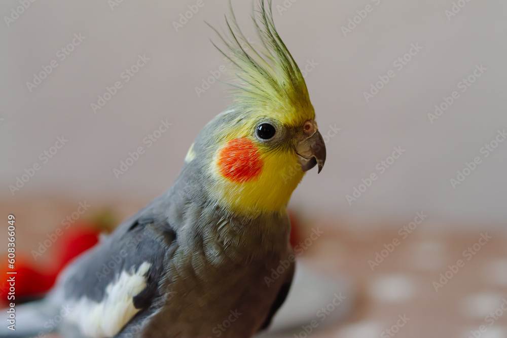 Obraz premium Beautiful photo of a bird. Ornithology.Funny parrot.Cockatiel parrot. Home pet yellow bird.Beautiful feathers.Love for animals.Cute cockatiel.Home pet parrot.A bird with a crest.Natural color. memes.