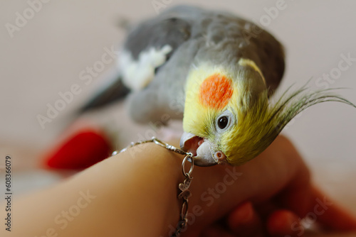 Photography parrot bites