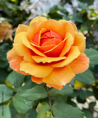 Australian Gold Rose