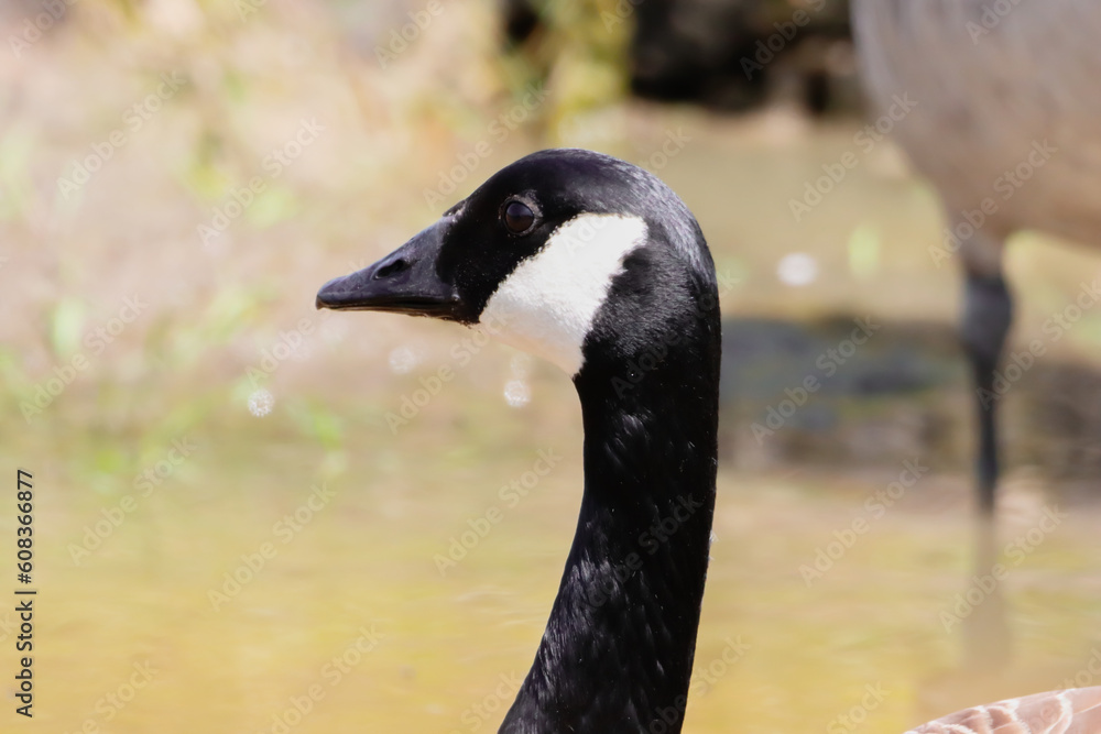 Fototapeta premium A beautiful animal portrait of a Canadian Goose on a lake