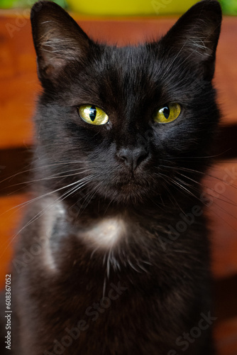 Black cat portrait © Khrystyd