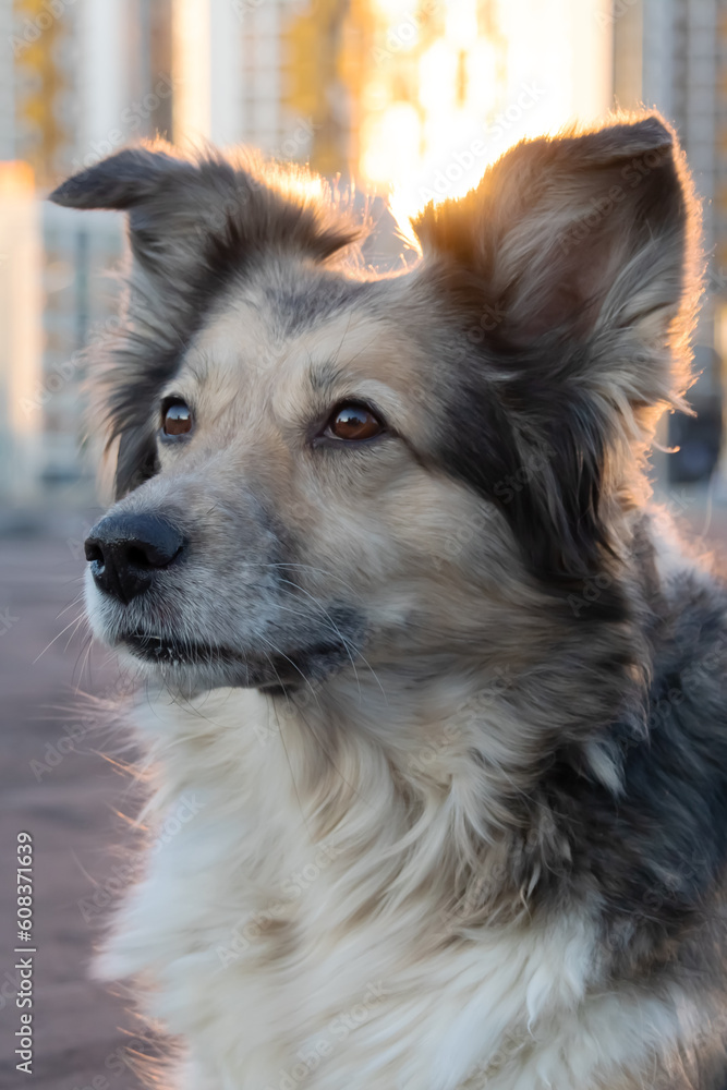 Fototapeta premium Fluffy dog sitting against backdrop of modern tall buildings