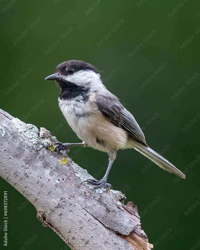 Obraz premium Black-capped Chickadee