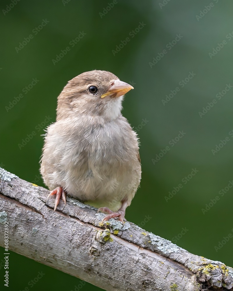 Fototapeta premium House Sparrow
