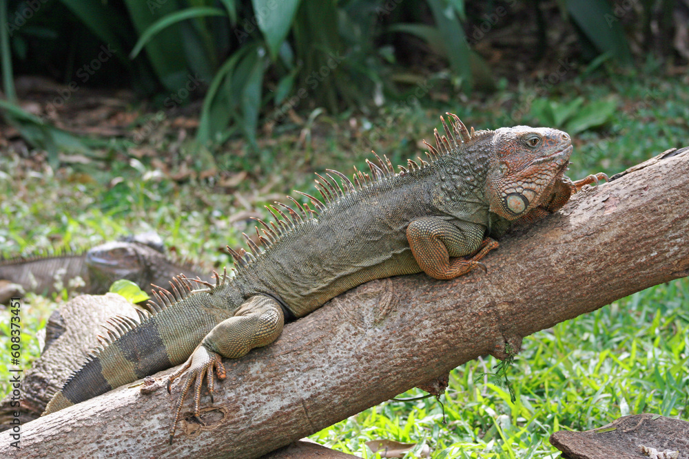 Fototapeta premium iguana on a tree