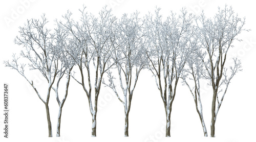 Bare trees landscaping covered by snow coldness icy on transparent backgrounds 3d render png
