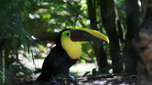 Chestnut mandiibled toucan photo