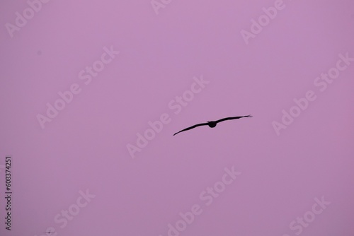 birds in flight (ID: 608374251)