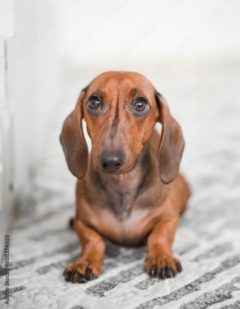 Find the perfect image of a Dachshund lying on the floor for your veterinary advertising, pet food, and pet product campaigns. Dog.