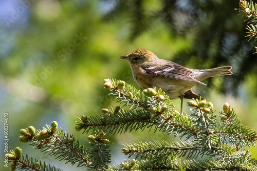 Female bay-breasted warbler (Setophaga castanea) photo