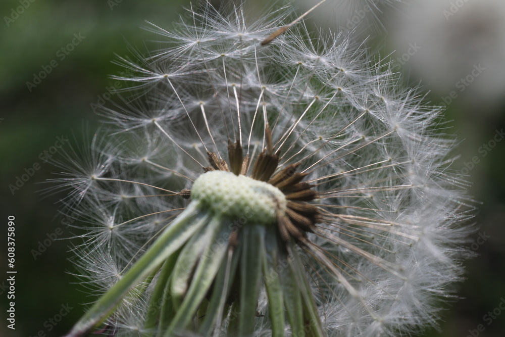 Fototapeta premium dandelion seed head