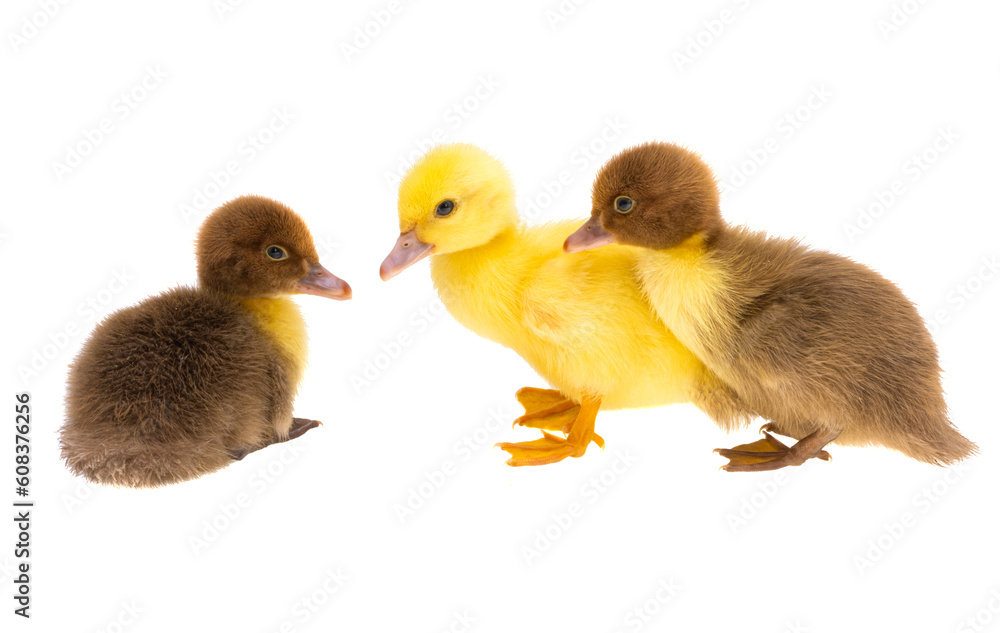little ducklings isolated little ducklings isolated
