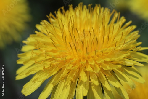 close up of dandelion