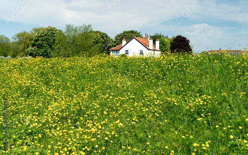 Wild buttercups in abundance along the bank of the river Hull. Beverley, UK. photo