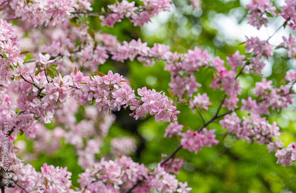 spring background of blooming pink apple tree