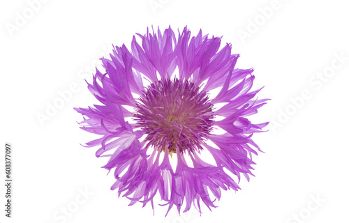 cornflower lilac isolated