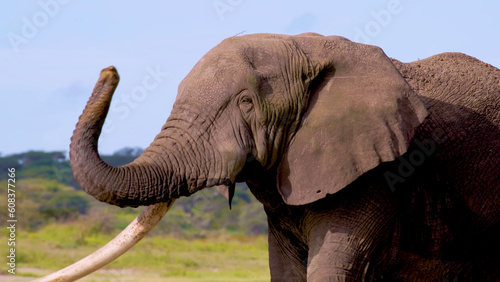 Canvas Print Elephant trumpet