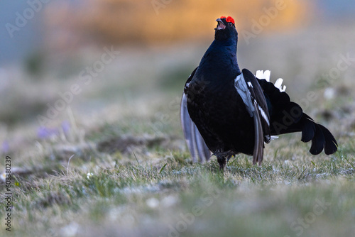 gallo forcello durante il rugolio nel periodo degli amori
