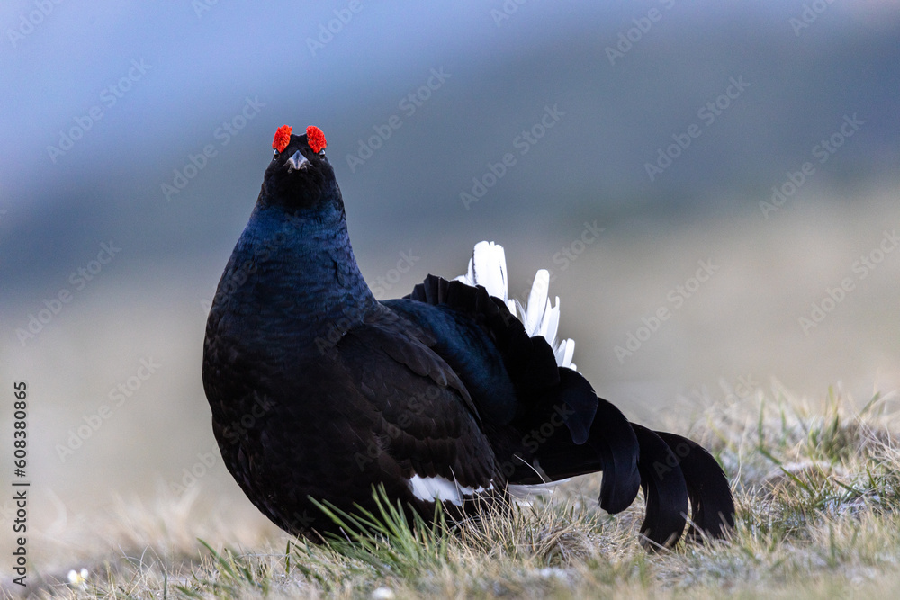 gallo forcello che guarda il fotografo durante il periodo degli amori gallo forcello che guarda il fotografo durante il periodo degli amori
