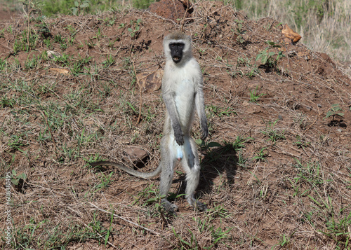 Photography Male vervet monkey standing in Nairobi National Park, Kenya