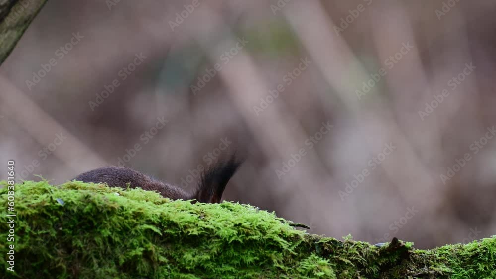 Red squirrel sits on dead wood overgrown with moss and eats hidden sunflower seeds, european red squirrel, february, north rhine westphalia, (sciurus vulgaris), germany Red squirrel sits on dead wood overgrown with moss and eats hidden sunflower seeds, european red squirrel, february, north rhine westphalia, (sciurus vulgaris), germany