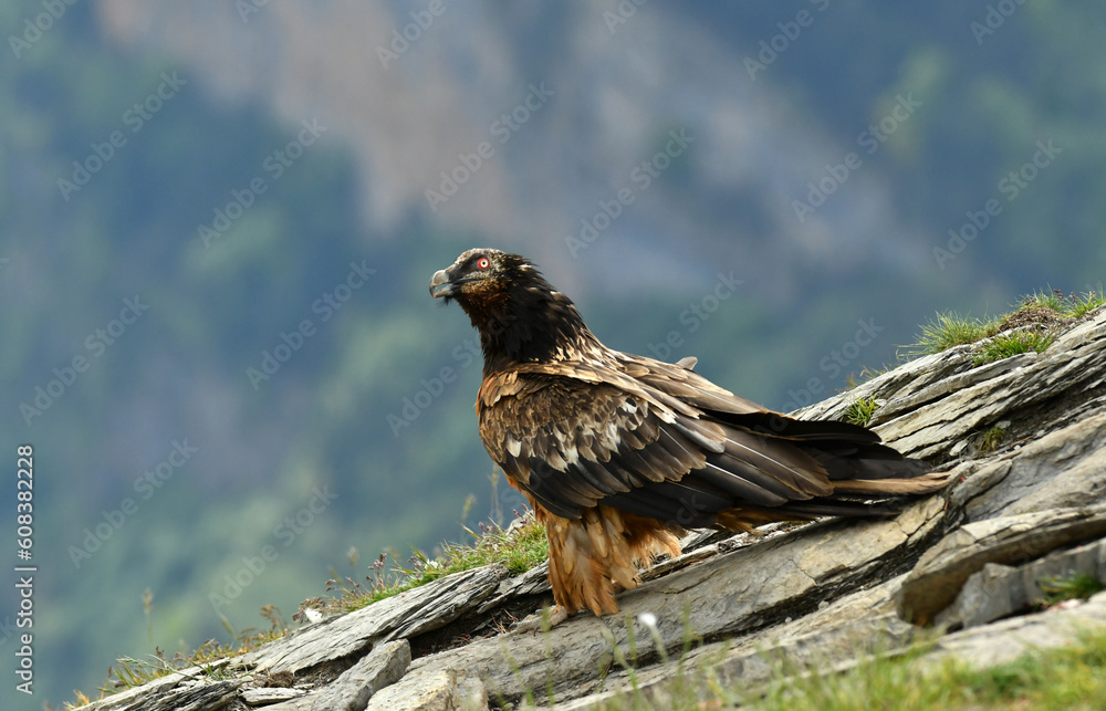 Fototapeta premium quebrantahuesos en el pirineo aragonés. España