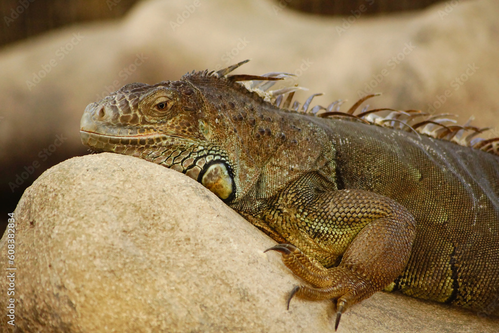 Fototapeta premium Iguane