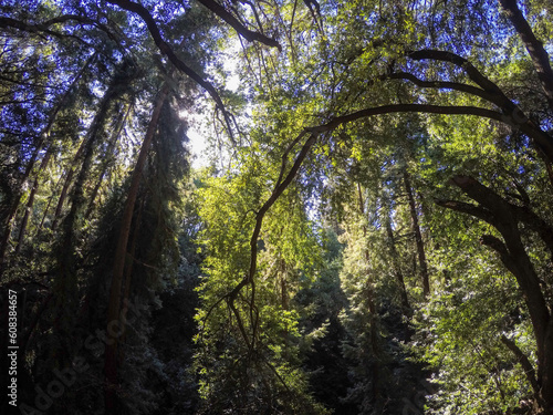 Fototapeta Naklejka Na Ścianę i Meble -  Exploring the Reinhardt Redwood Regional Park in Oakland, California