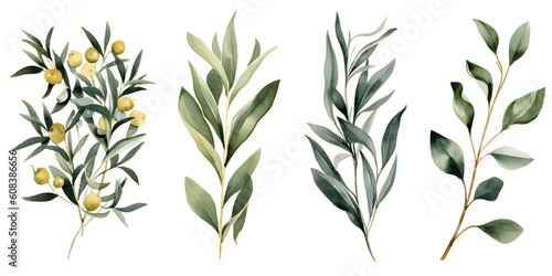 Watercolor olive leaf Botanical collection natural elements on white background. Symbol of peace. Generative Ai.