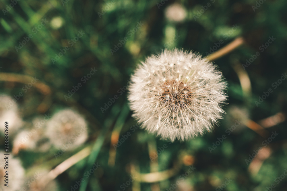 Dandelion flower with natural bokeh background. Spring flowers