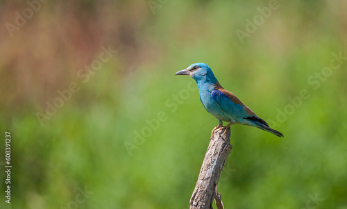 European Roller (Coracias garrulus) It lives in the southern parts of Europe in winter and in the northern part of the summer.