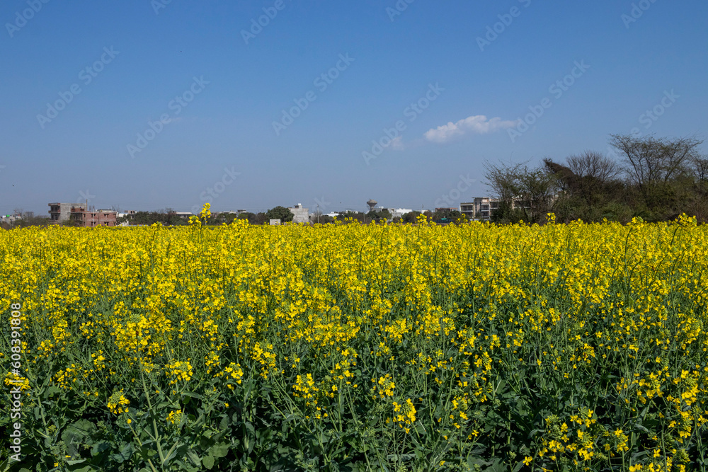 Yellow Mustard fields in Punjab
