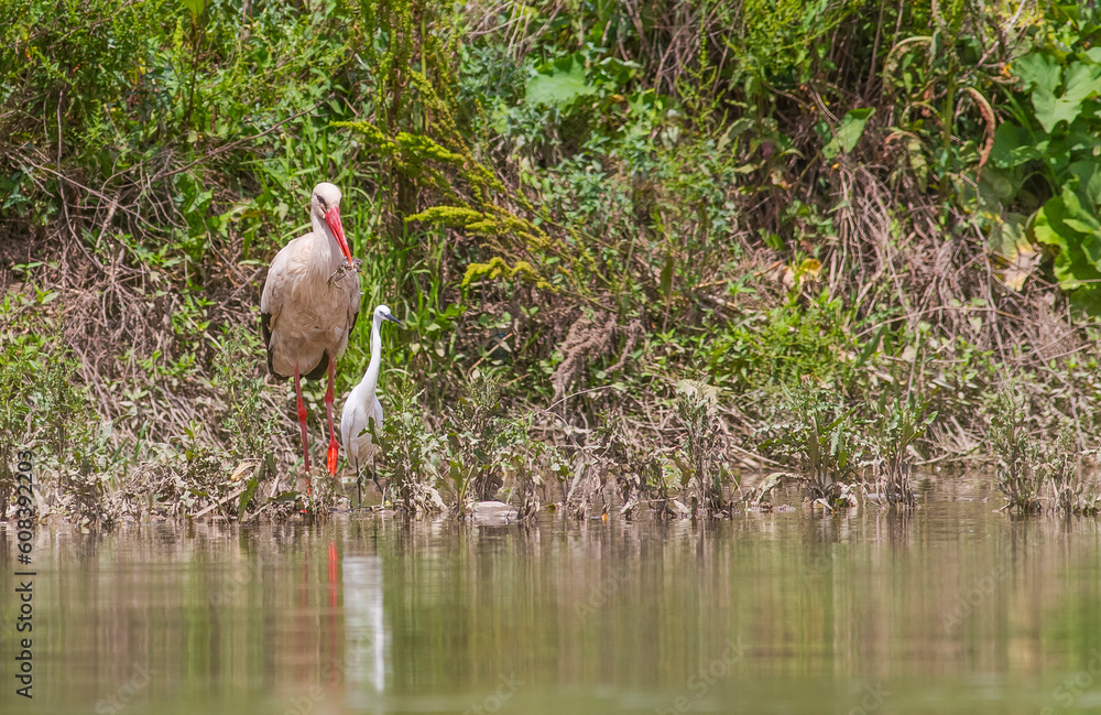 White stork (Ciconia ciconia) spends the winter in Africa and Europe, while writing in Africa. White storks often feed on frogs, mice and small snakes.