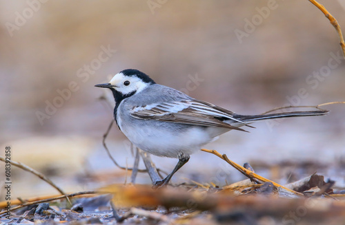 White Wagtail (Motacilla alba) is a wagtail that lives in Asia, Europe and North Africa.