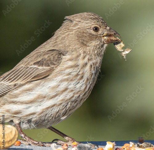 finch eating seed