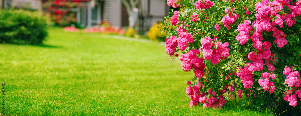 Beautiful landscape design with a shrub rose on a green lawn.