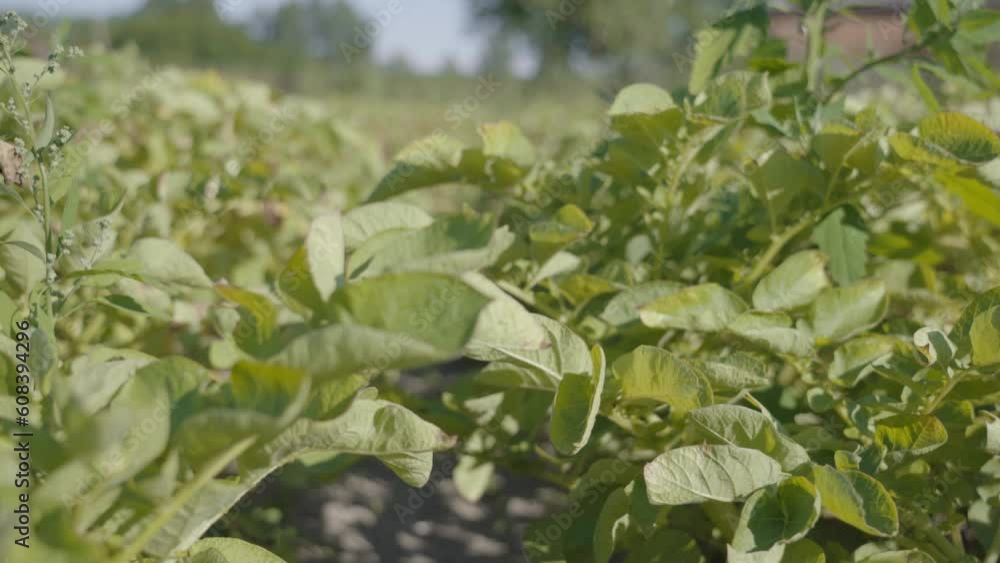 Green plants of potatoes growing on the ground Green plants of potatoes growing on the ground