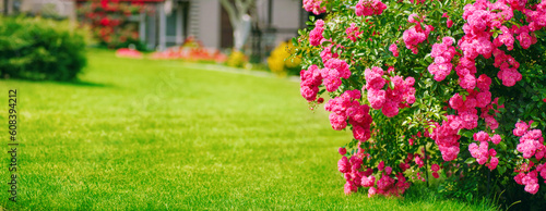 Beautiful landscape design with a shrub rose on a green lawn. © Laura Pashkevich