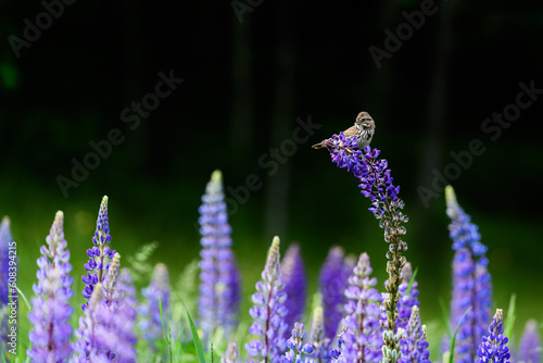 Bird on Lavender Lupine