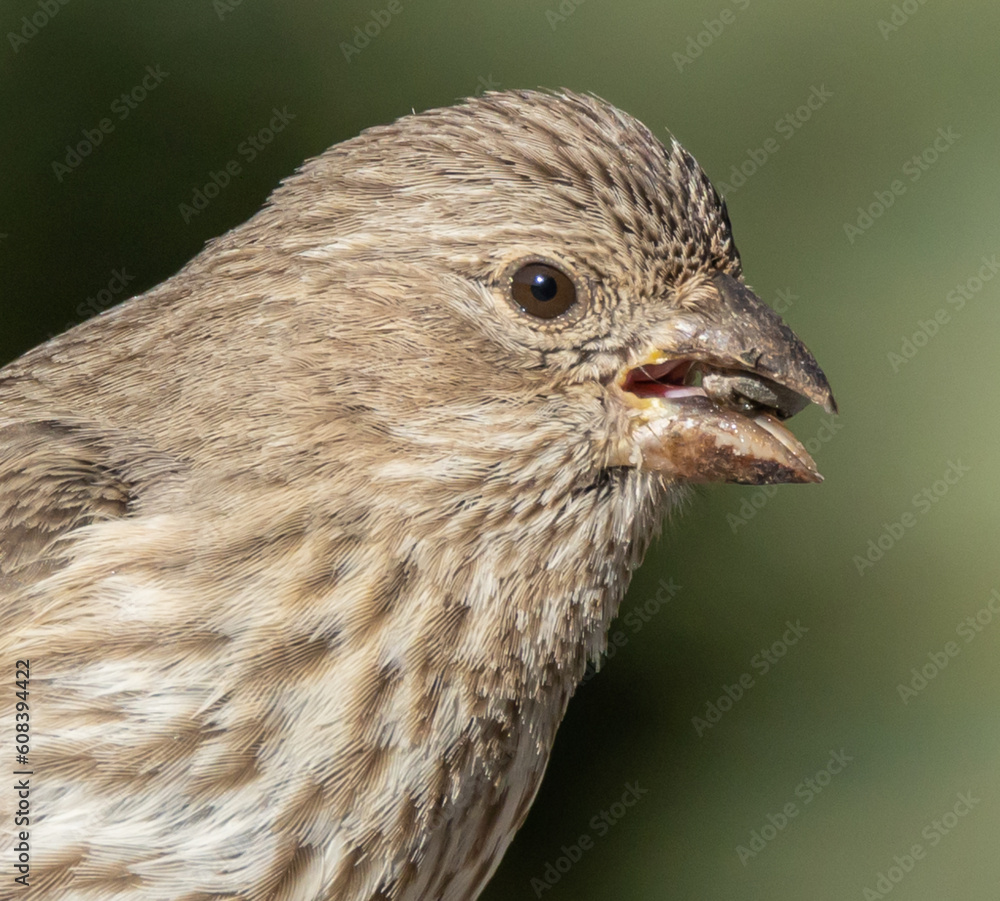 close up of a bird close up of a bird