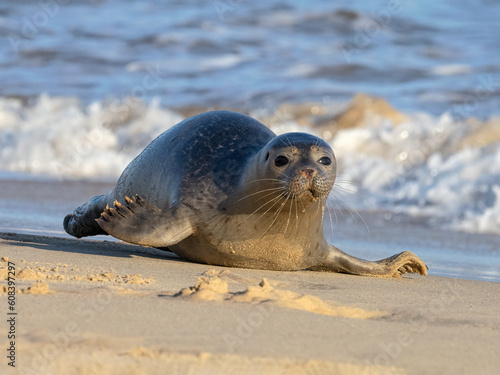 Common or Harbour Seal dashing along the beach