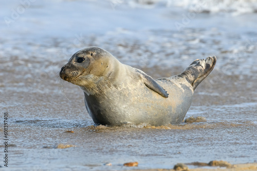 Common or Harbour Seal resting along the shoreline